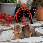 San Lazzaro نيدري